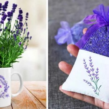 Así es como brotar lavanda en una taza para perfumar toda la casa