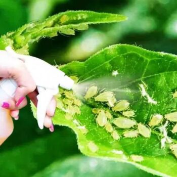 ¿Cómo deshacerse de los pulgones de las plantas? 5 pesticidas naturales para hacer en casa