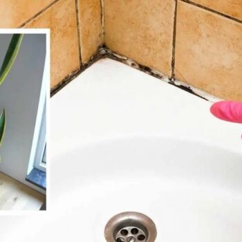 10 plantas que absorben la humedad en el baño￼